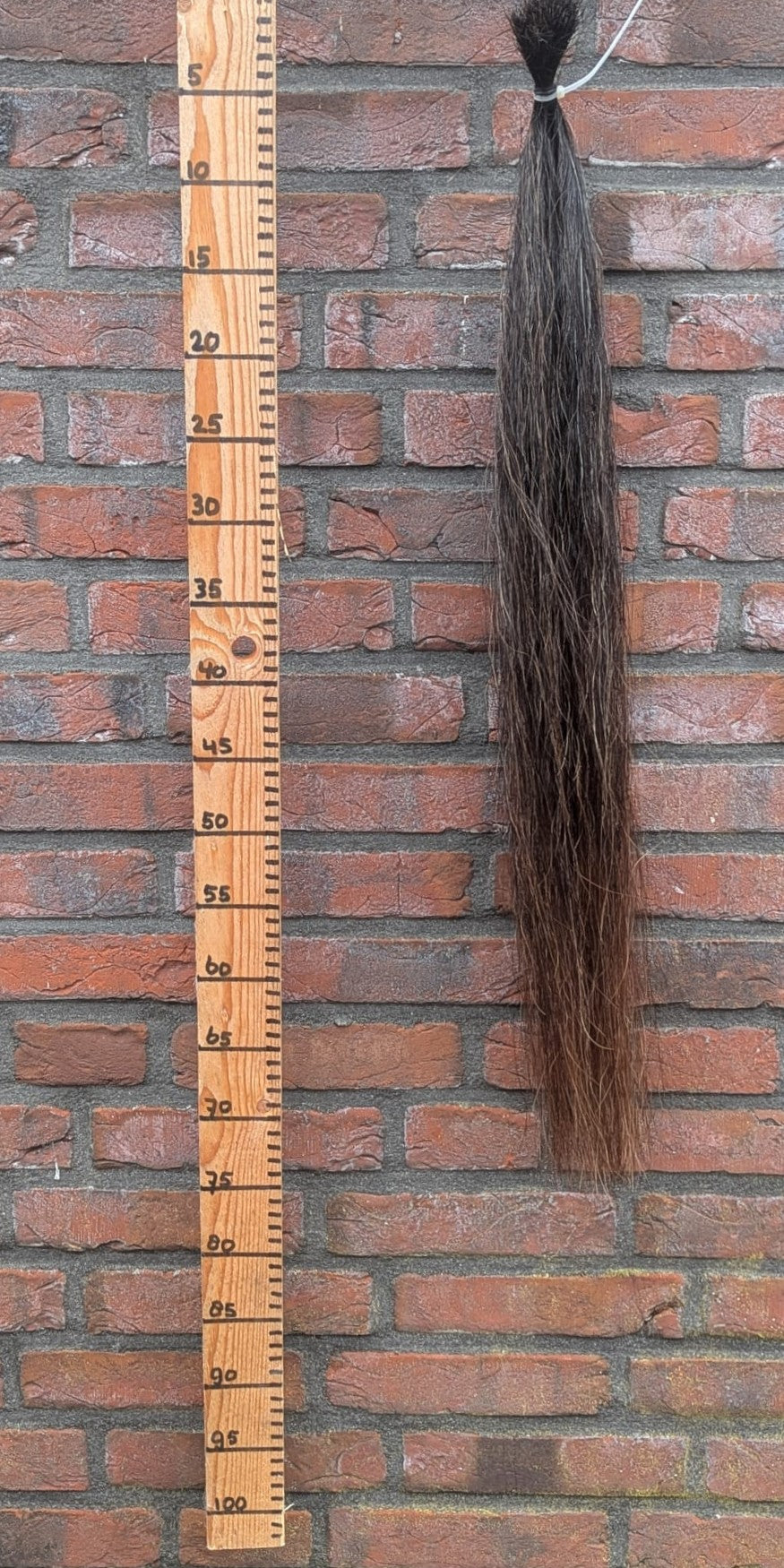 10/5 Zwarte staart met bruine onderkant.