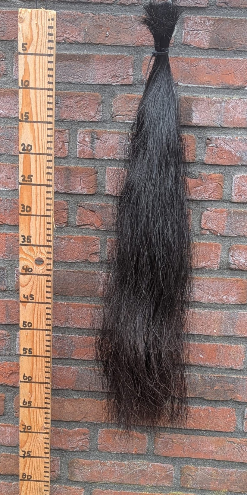 10/6 Zwarte staart met iets bruin onderkant.