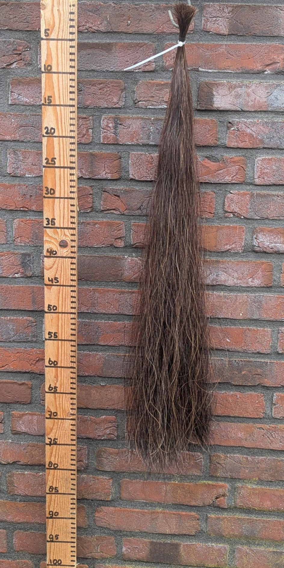 11/5 Donkere vos staart.