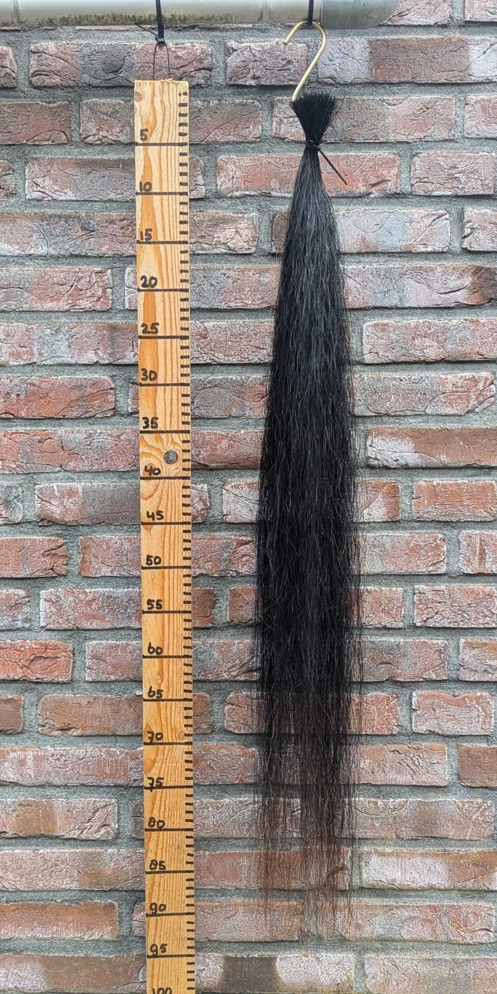 Lange dunne staart met bruine punten