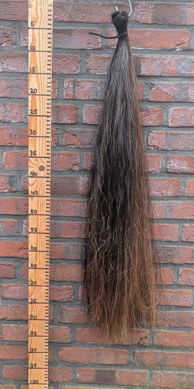 17/7 Donkere vos staart met iets lichtere onderkant.