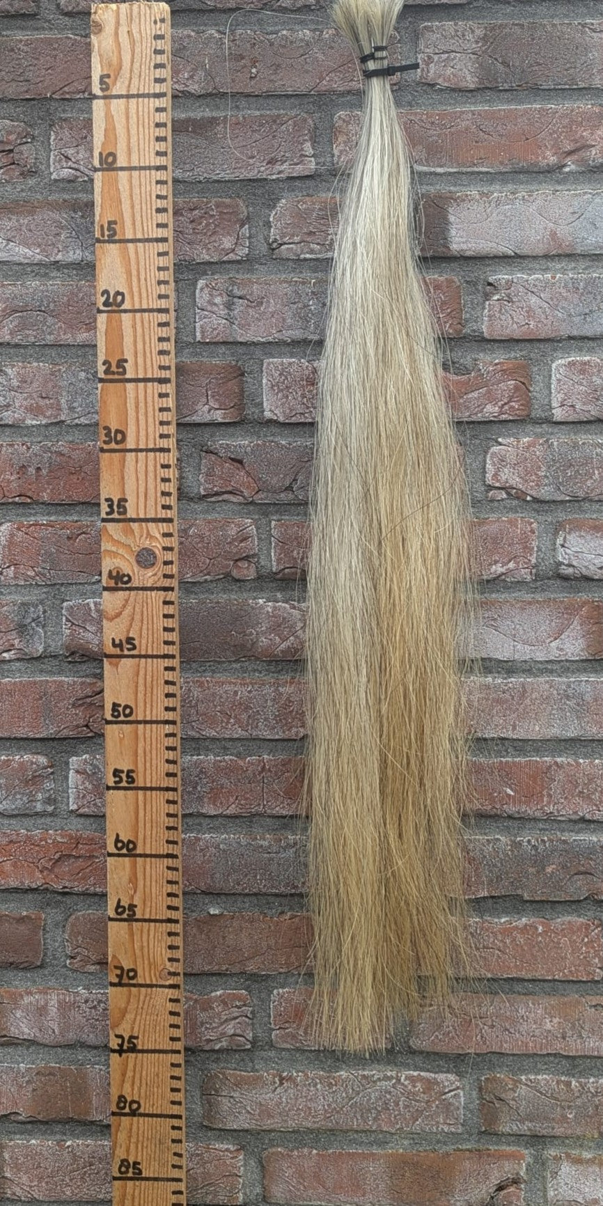 21/9 Grijze staart met gele onderkant.