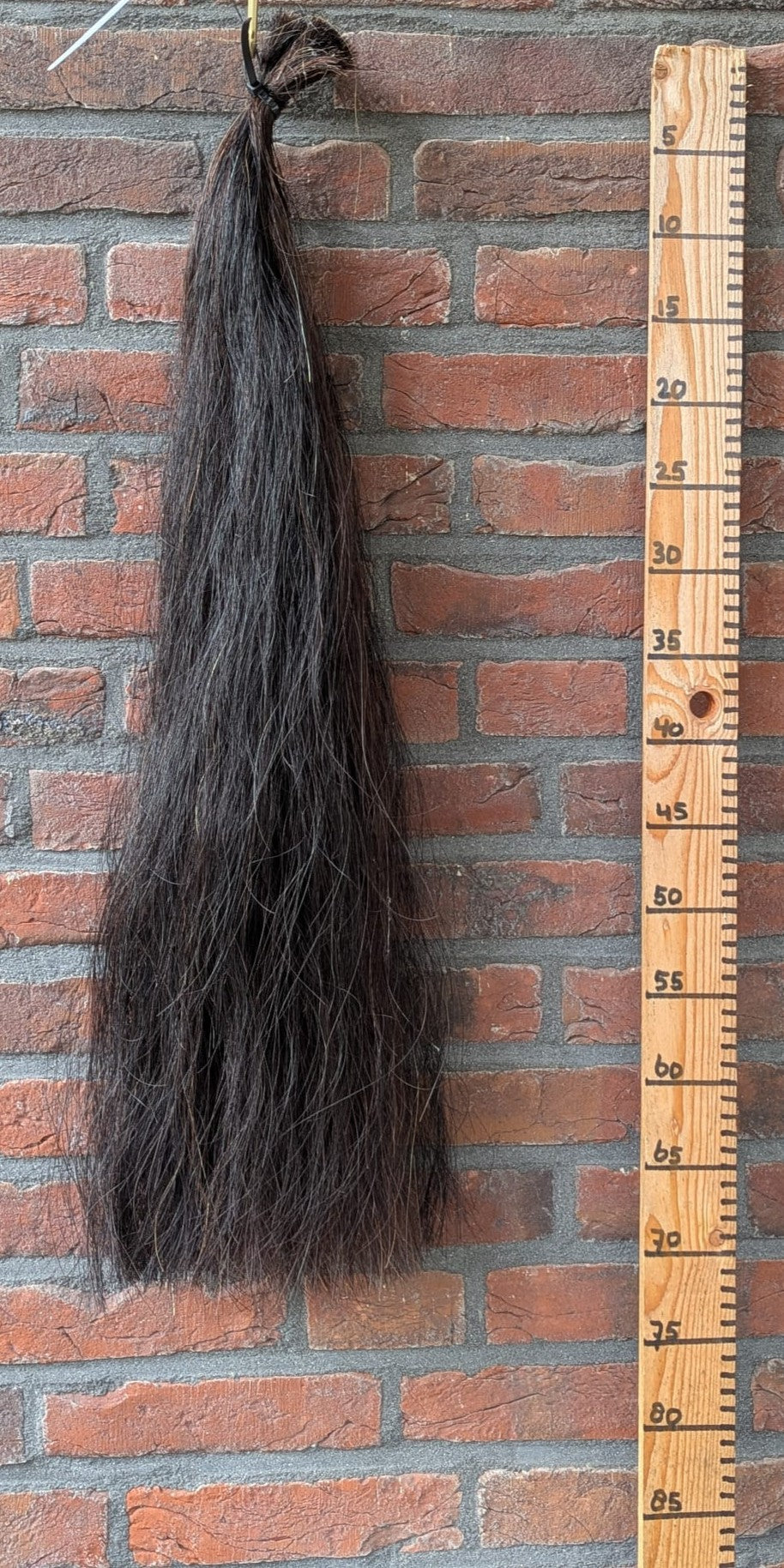 Zwarte staart.
