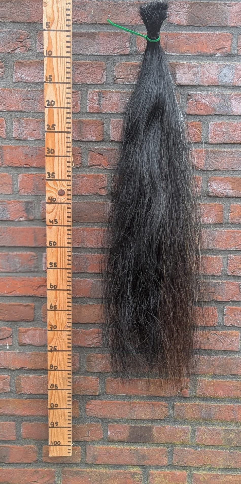 5/5 Zwarte staart met bruin/wit er doorheen.