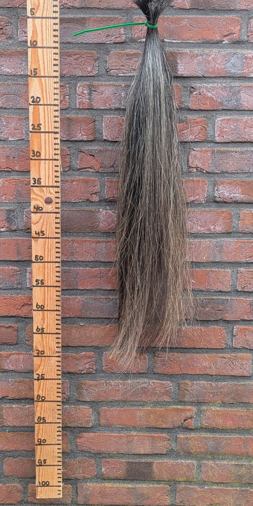 6/6 Gemêleerde staart.