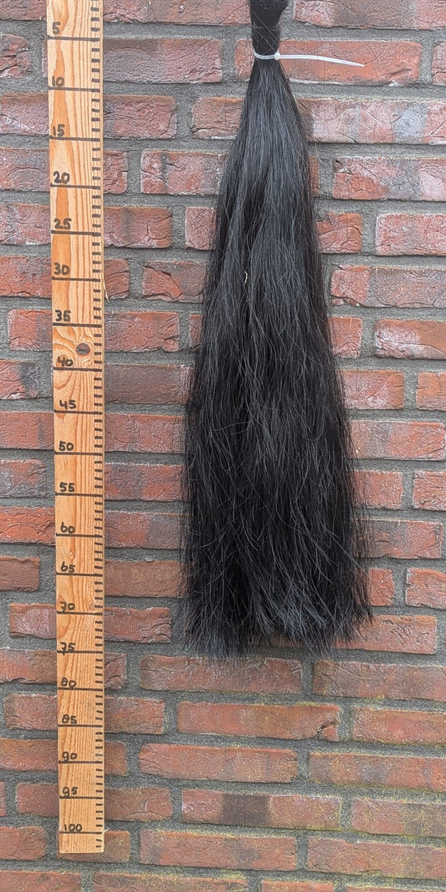 9/5 Volle zwarte staart.