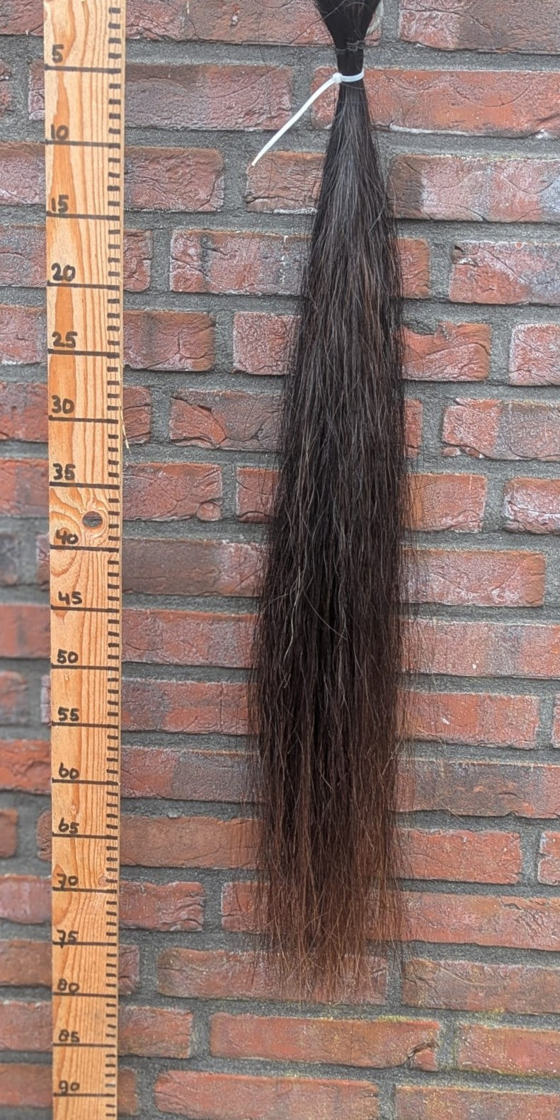 9/6 Zwarte staart met bruine onderkant.