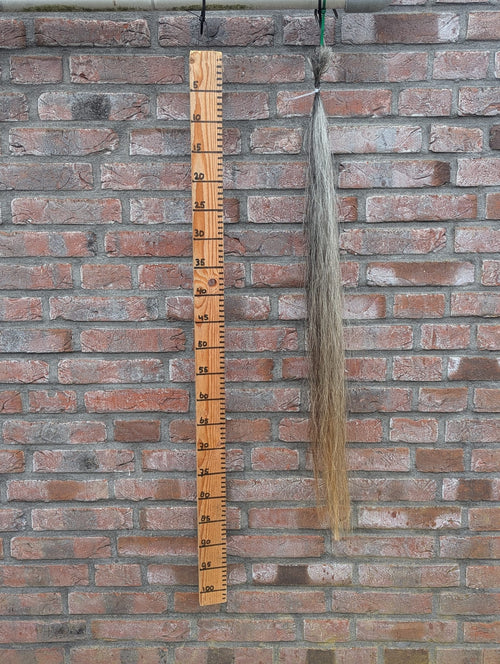 S-12/10 Grijze staart met gele onderkant.