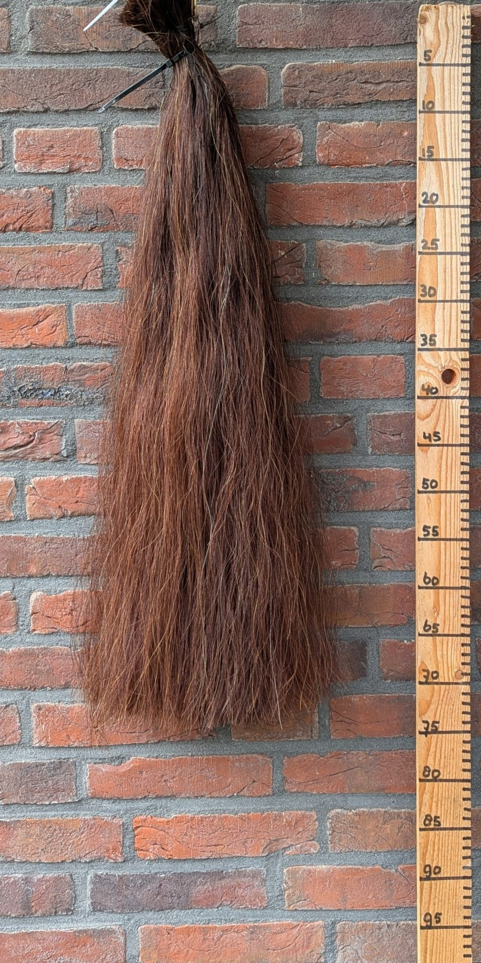 Volle voskleur staart.
