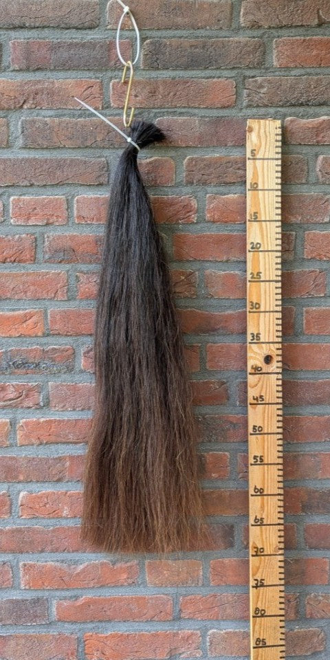 Donker voskleur met lichtbruine onderkant.