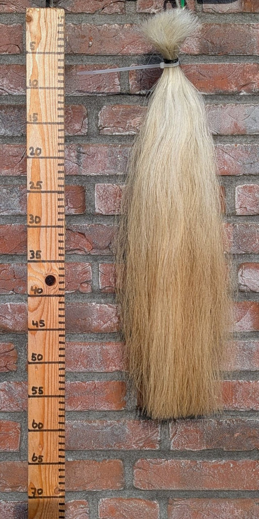 7/8 Korte witte staart met gele onderkant.