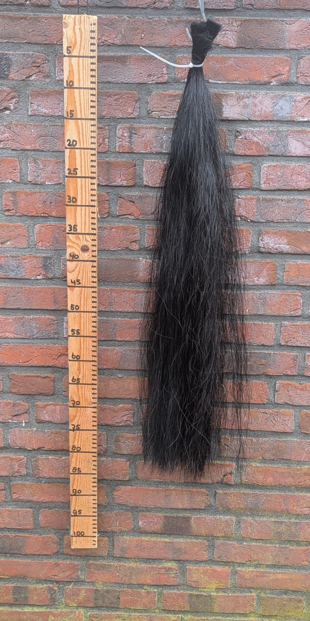 7/5 Volle zwarte staart.