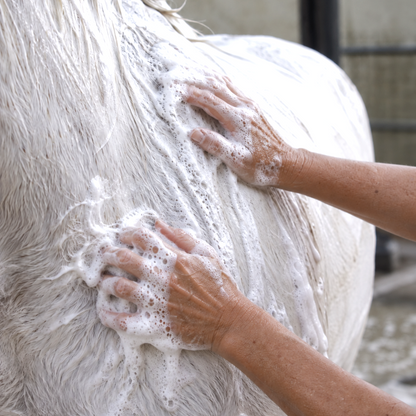 Deep Clean Shampoo - Mane, Tail & Coat