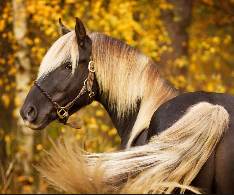 A-17 PEX inzetstaart zilverappel